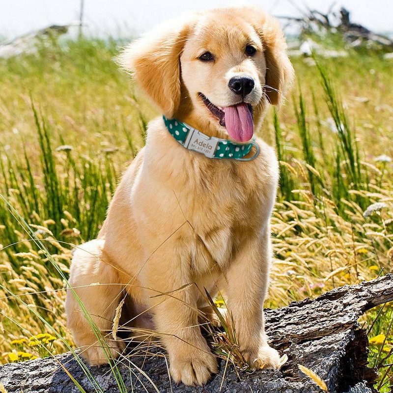 Guler personalizat din nailon pentru cățeluși, etichetă de identificare reglabilă pentru animale de companie, etichete cu gravură gratuită pentru câini mici, mijlocii mari, model de puncte