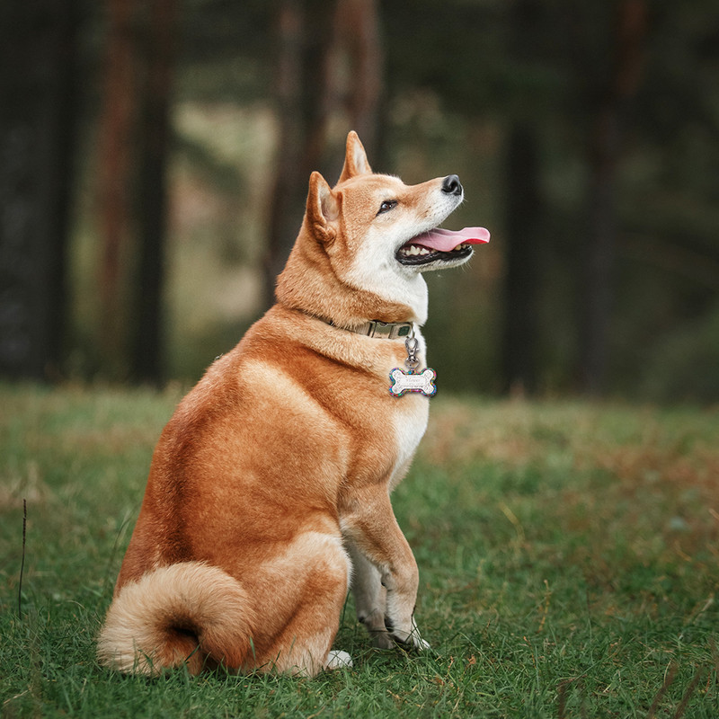 Etichetă personalizată de identificare pentru câini, pisică, colorată, guler de identificare pentru animale de companie, etichete cu nume pentru animale de companie personalizate gratuite pentru cățel etichetă din oțel inoxidabil Accesorii pentru animale d