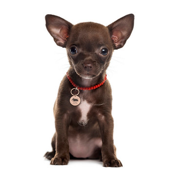 Δωρεάν προσαρμοσμένες ετικέτες αναγνωριστικού ονόματος σκύλου Περιλαίμια κατοικίδιων ζώων Ετικέτα ταυτότητας σκύλου Προσωποποιημένη χαραγμένη ετικέτα ταυτότητας σκύλου Κολάρο για αξεσουάρ για κουτάβια κατοικίδιων