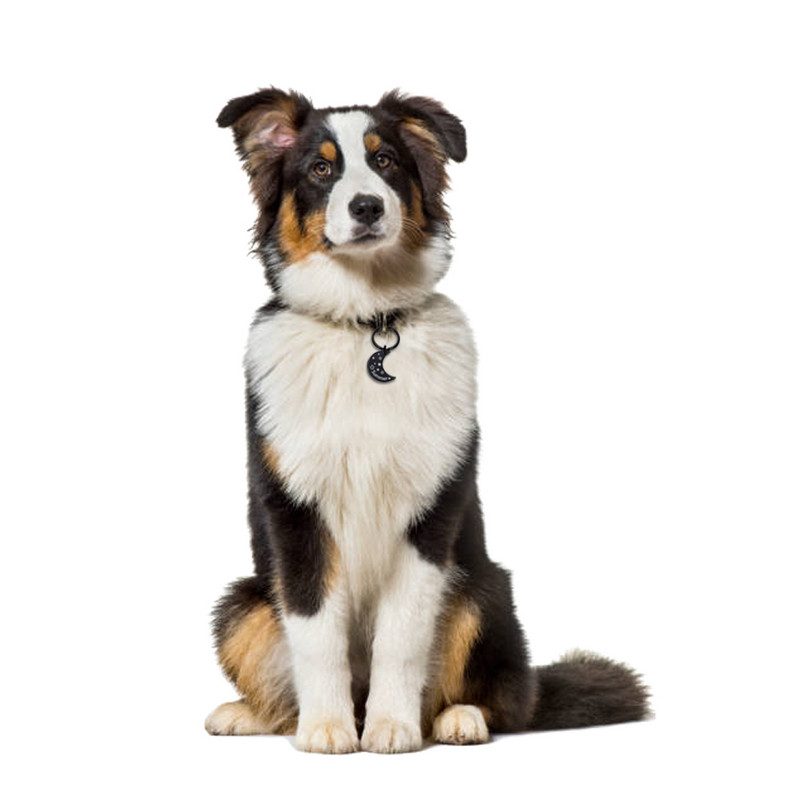 Suņa birka Personalizēta mājdzīvnieka kucēna kaķa ID zīme, iegravēta pielāgota suņu apkakles piederumi, pielāgota adreses vārda zīme suņiem kaķiem