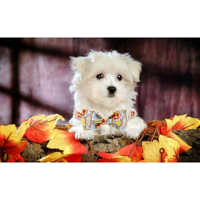 PIZZA Βαμβακερό υφασμάτινο γιακά σκύλου και σετ λουριών με παπιγιόν για μεγάλα και μικρά αξεσουάρ για κατοικίδια με μεταλλική πόρπη σκύλου