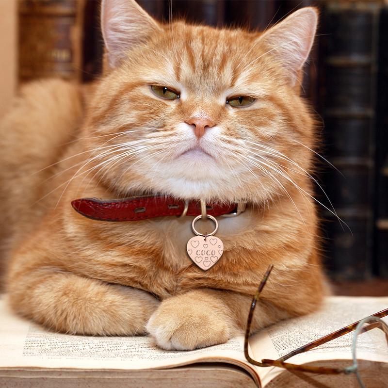 Isikupärastatud kassikoera lemmiklooma ID-sildi võtmehoidja, graveeritud lemmiklooma ID nimi kassikutsikale koera kaelarihma silt ripats võtmehoidja lemmikloomade tarvikud