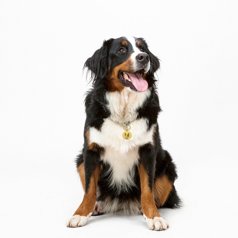 Nouă etichetă de identificare pentru câine, pisică, gravură gratuită personalizată, guler de câine personalizat, farmec pentru animale de companie, pandantiv cu nume, colier pentru pisoi, guler, accesoriu pentru cățeluș