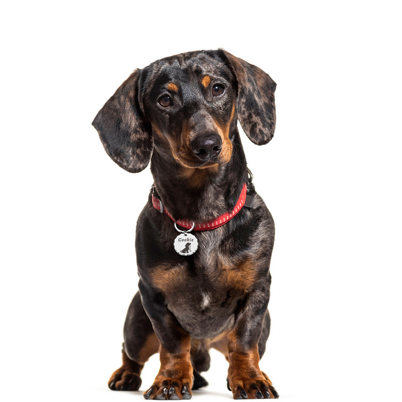 Etichetă personalizată gratuită pentru câine, pisică, pentru animale de companie, etichetă de identificare pentru cățeluș pentru pisică, accesorii pentru guler pentru câini, etichete cu numere gravate pentru câini, pisici