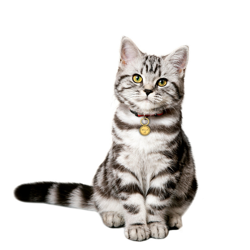 Ετικέτες ταυτότητας κατοικίδιων εξατομικευμένες ετικέτες γάτας σκύλου Χαραγμένες ετικέτες γάτα σκύλος Κουτάβι Όνομα ταυτότητας κατοικίδιου Κολάρο Ετικέτα Κρεμαστό Αξεσουάρ κατοικίδιων Κρεμαστό Ετικέτες σκύλου