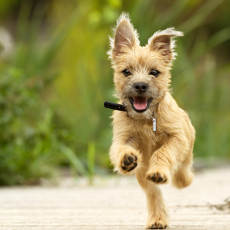 Guler personalizat Etichetă de identificare pentru animale de companie, Număr de nume din oțel inoxidabil gravat Etichete de identificare pentru pisici pentru câini, pisici, guler anti-pierdere, pandantiv