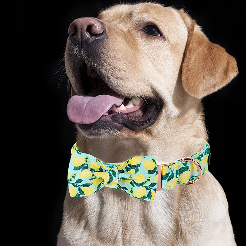 Μοναδικό στυλ Paws Προσωποποιημένο καλοκαιρινό κολάρο για σκύλους με παπιγιόν με πράσινο κολάρο για σκύλους για κατοικίδιο για μεγάλο μεσαίο μικρό σκύλο