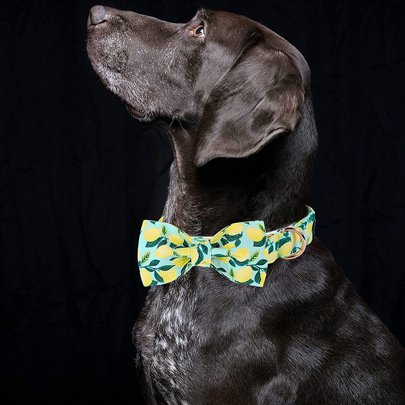 Μοναδικό στυλ Paws Προσωποποιημένο καλοκαιρινό κολάρο για σκύλους με παπιγιόν με πράσινο κολάρο για σκύλους για κατοικίδιο για μεγάλο μεσαίο μικρό σκύλο