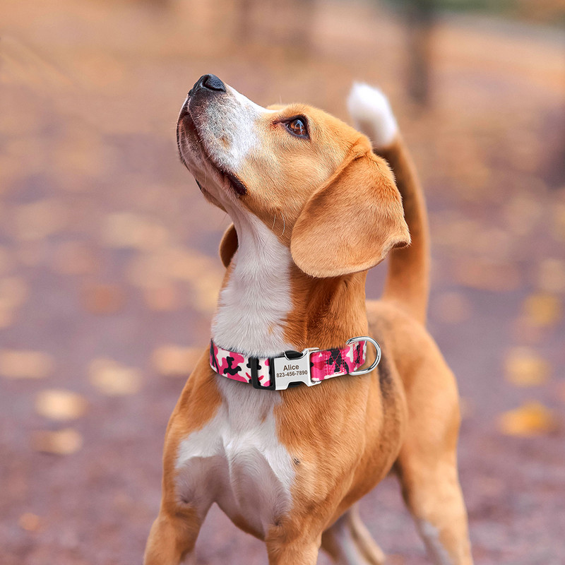 Colier  de a câinilor, zgarda reglabilă din nailon pentru animale de companie, cataramă de identificare, colier anti-pierdere pentru câini pentru câini mici, mijlocii mari