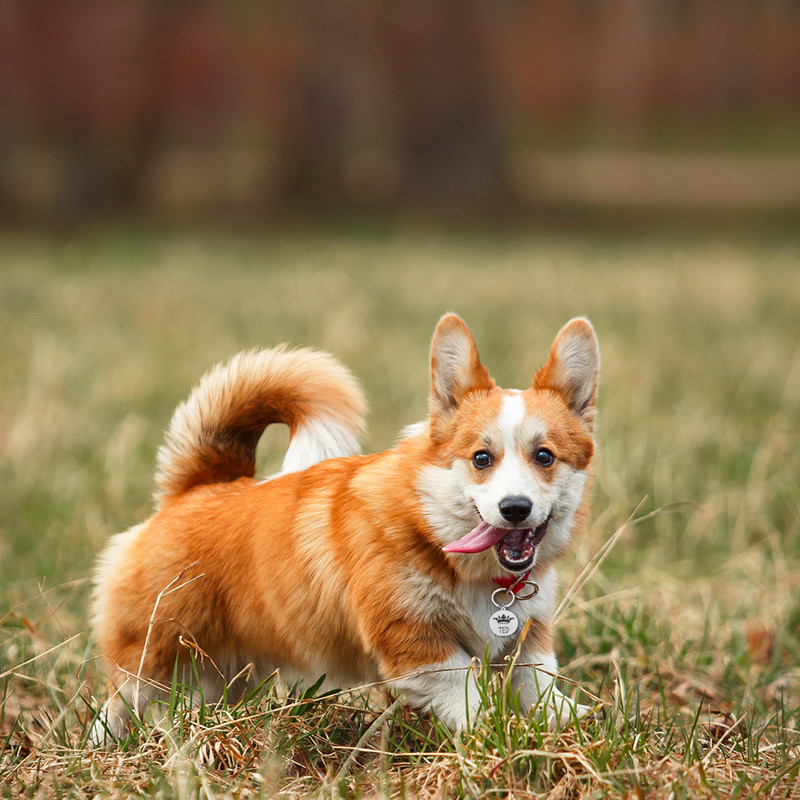 Ετικέτες ταυτότητας για σκύλους κατοικίδιων ζώων Αξεσουάρ κολάρου γάτας Διακόσμηση ταυτότητας κατοικίδιων ετικέτες σκύλου Κολάρες από ανοξείδωτο χάλυβα Ετικέτα γάτας Προσαρμοσμένη ετικέτα Δωρεάν Χαρακτική