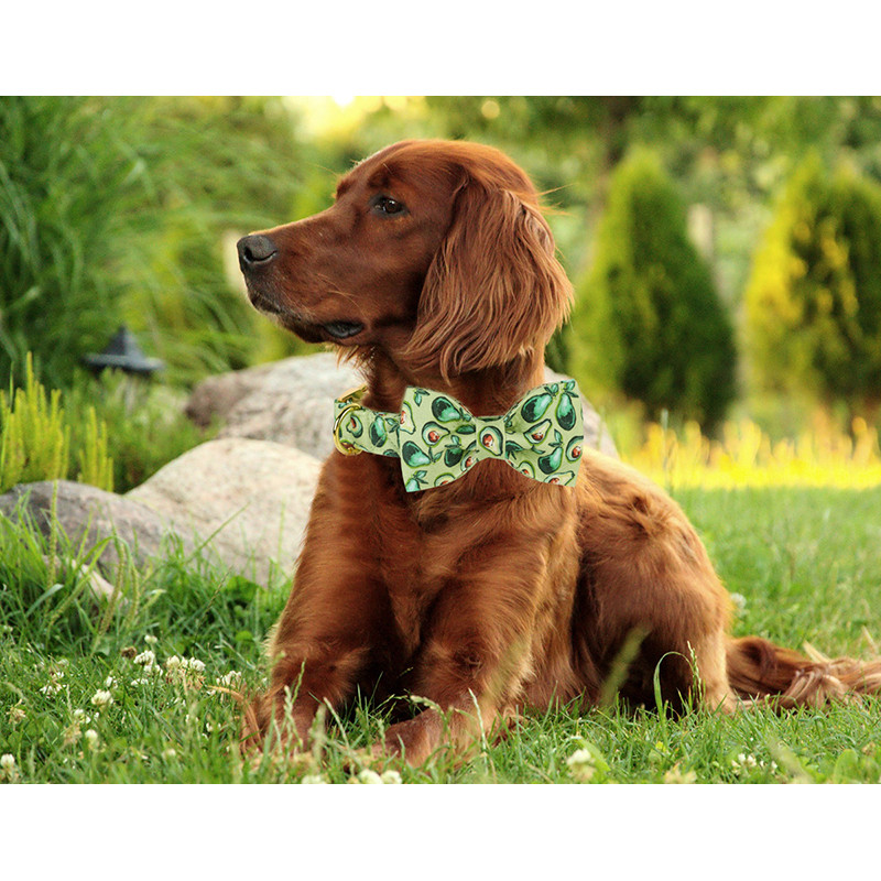 Μοναδικό στυλ Paws Personalized Green Dog Collar Summer Avocado Dog Collar με παπιγιόν για κατοικίδιο σκύλο για μεγάλο μεσαίο μικρό σκύλο