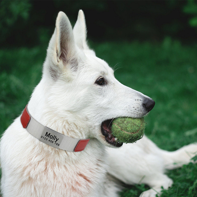 Individuaalselt reguleeritav nailonist kaelarihm, graveerige koera nimi kaelarihm, graveerige telefoni kaotsiminekuvastane kaelarihm, sõltumata soost SML-kaelarihm