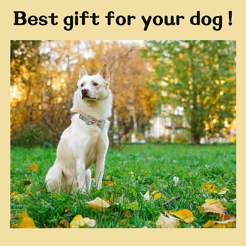 Isikupärastatud sügisene Pumpkim koera kaelarihm vöörioranži kutsika kaelarihmaga lilleline kaelarihm suur keskmine väike koer