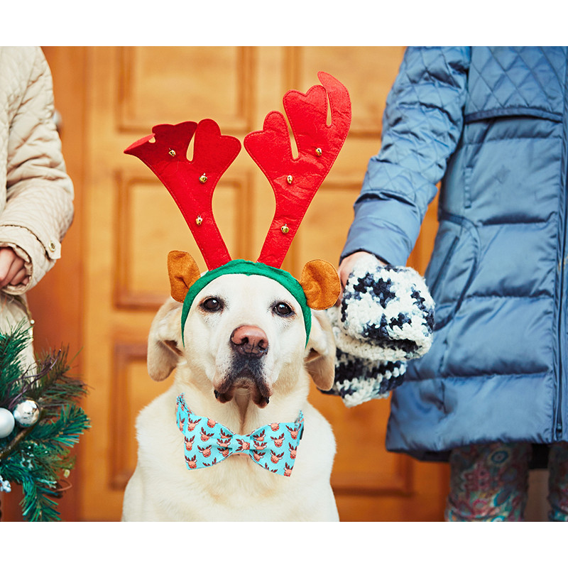 Guler de câine de Crăciun personalizat cu labele în stil unic cu fundă Guler de câine cerb albastru Colier drăguț pentru cățeluș pentru câine mare, mijlociu mic