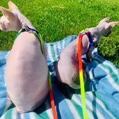 Ρυθμιζόμενο λουρί Rainbow Small Pet Dog Nylon Πολύχρωμα λουριά για κουτάβι Walk Out Κολάρο γιλέκου με λουράκι χεριών για σκύλους γάτες