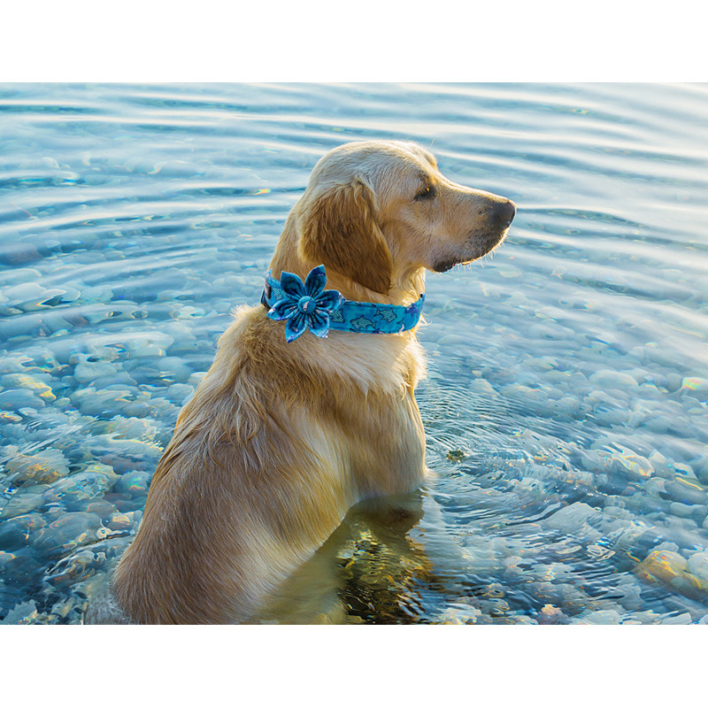 Εξατομικευμένο καλοκαιρινό κολάρο σκύλου με παπιγιόν Shark μπλε κολάρο σκύλου Ρυθμιζόμενο κολάρο για κουτάβι για μεγάλο μεσαίο μικρό σκύλο