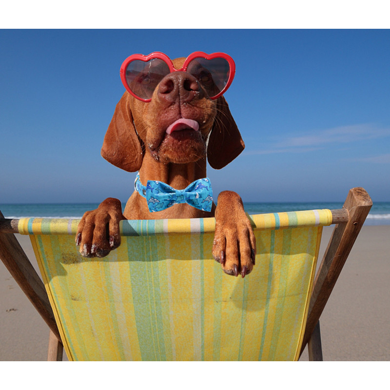 Εξατομικευμένο καλοκαιρινό κολάρο σκύλου με παπιγιόν Shark μπλε κολάρο σκύλου Ρυθμιζόμενο κολάρο για κουτάβι για μεγάλο μεσαίο μικρό σκύλο