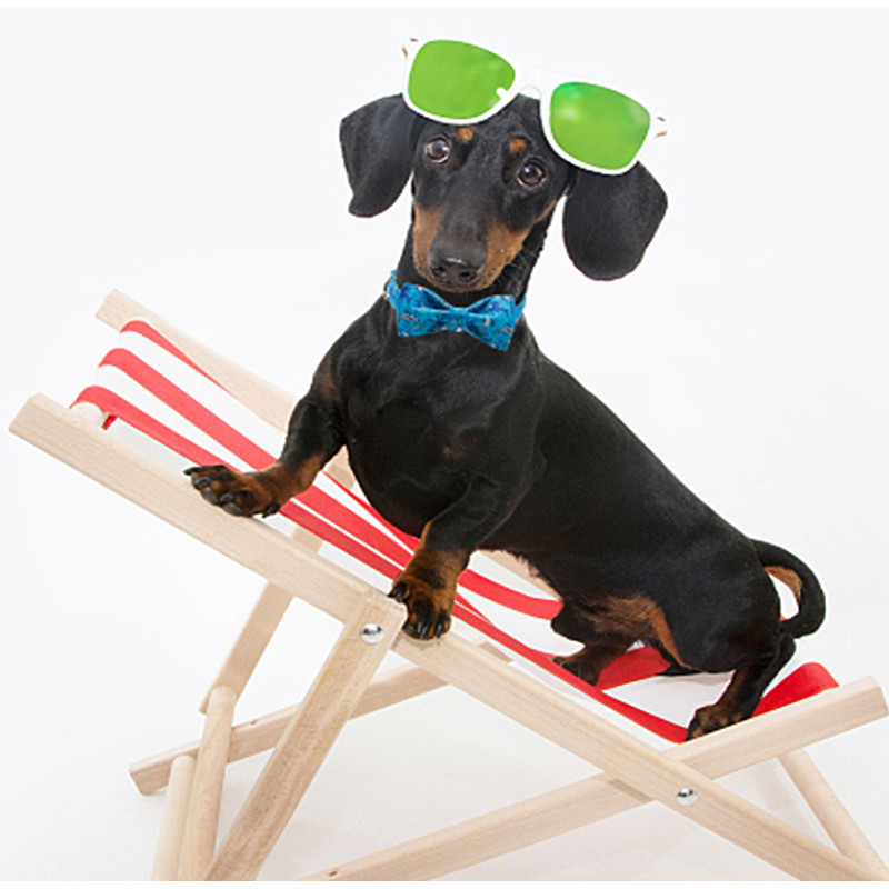 Εξατομικευμένο καλοκαιρινό κολάρο σκύλου με παπιγιόν Shark μπλε κολάρο σκύλου Ρυθμιζόμενο κολάρο για κουτάβι για μεγάλο μεσαίο μικρό σκύλο