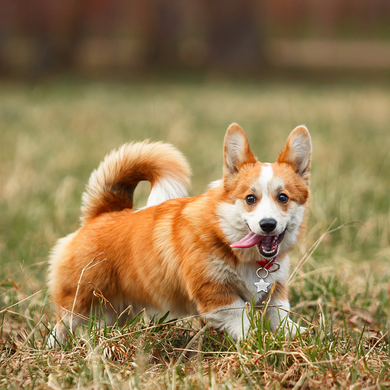 Ugravirane anti-lost ID oznake za kućne ljubimce za mačke i pse Personalizirane identifikacijske oznake pasa Dodaci za ogrlice s pentagramom Oznaka za pse Ugravirana telefonska oznaka