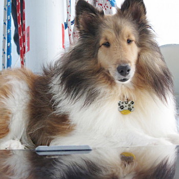 Εξατομικευμένη ετικέτα ταυτότητας οστέινου σκύλου Προσαρμοσμένα μεταλλικά χαραγμένα ετικέτες ονόματος για κουτάβι κολάρο πόδι σκύλου Αξεσουάρ για κατοικίδια με ετικέτα γιακά σκύλου