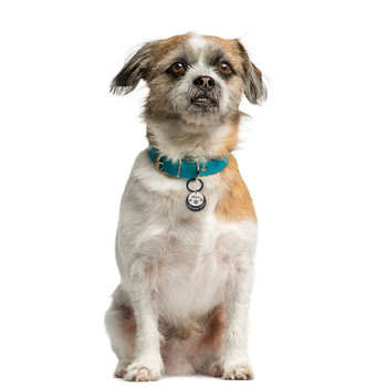 Квадратен персонализиран етикет за куче Безплатно гравиране на име Pet Tel Pet Dog Collar Анти-загубено куче Висулка Аксесоари за домашни любимци за кучета ошейник для собак