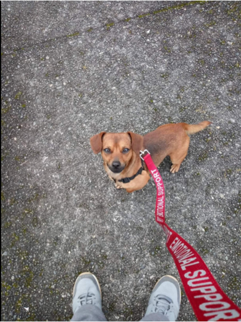 Περιτύλιγμα λουριών για σέρβις, λουρί σκύλου συναισθηματικής υποστήριξης με λαβή από νεοπρένιο αξεσουάρ για γιλέκο σέρβις γιλέκο συναισθηματικής υποστήριξης