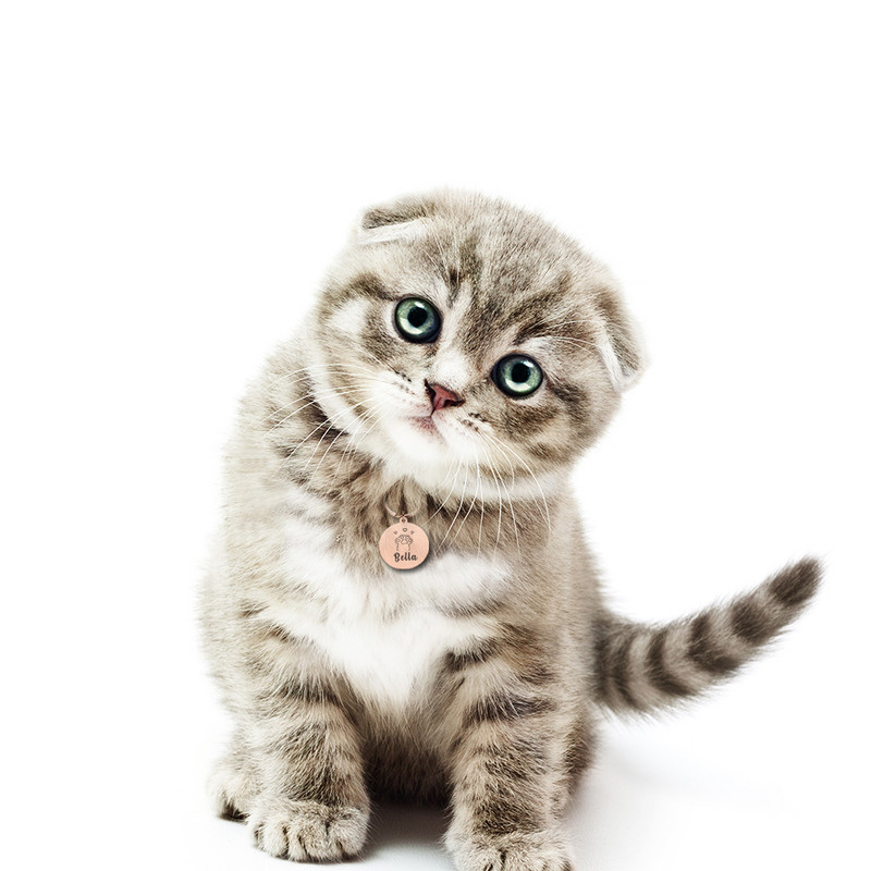 Gravura gratuită Etichete de identificare pentru pisici pentru animale de companie Guler pentru pisici Etichete de identificare pentru animale de companie personalizate Etichete din oțel inoxidabil pentru pisoi Etichete pentru animale de companie Accesorii