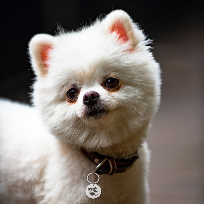 Ingyenes gravírozott kisállatazonosító címkék, személyre szabott kisállat-címke macskáknak kutyáknak névnyakörv háziállatoknak Egyedi névazonosító nyakörvek kisállat-kiegészítők