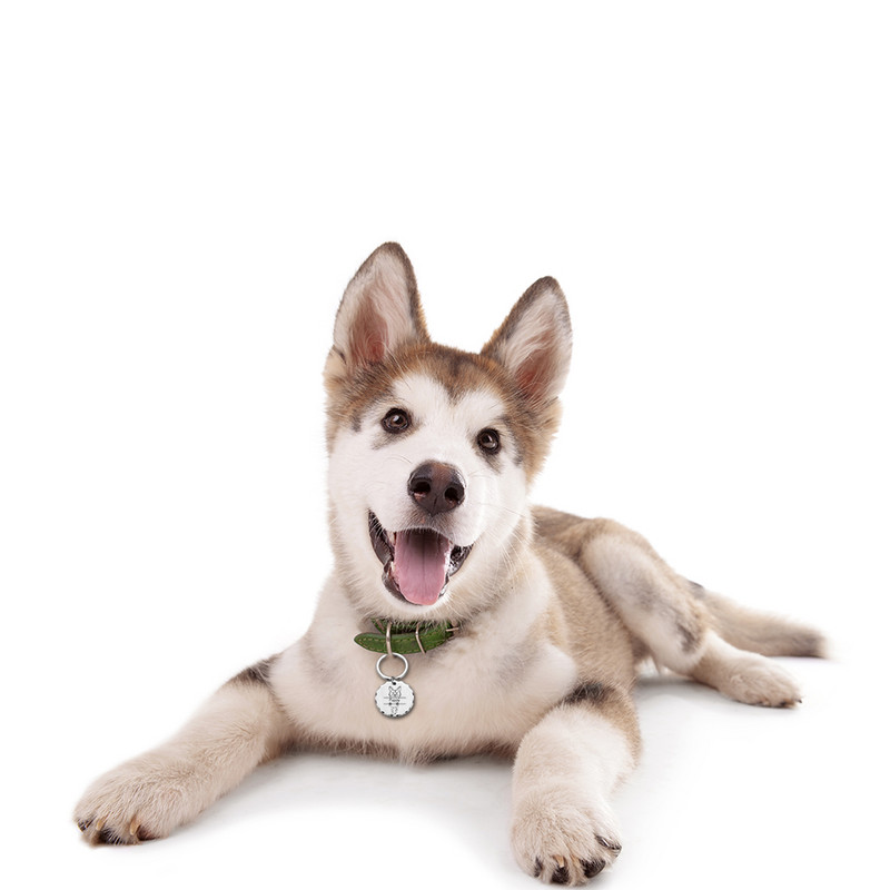 Nouă etichetă de identificare pentru câine, pisică, gravură gratuită personalizată, guler de cățel personalizat, farmec pentru animale de companie, colier cu pandantiv, guler pentru câini, accesoriu bricolaj