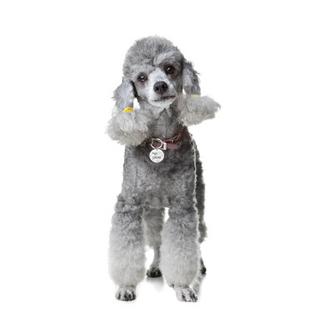 Персонализиран етикет за идентификация на куче Безплатно гравиране Нашийник за кученце Талисман за домашни любимци Име ID етикети за кучета Висулка Колие Аксесоари за кученца Нашийници
