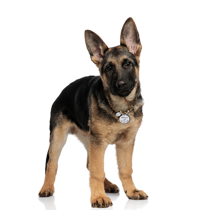 Isikupärastatud koera kassi ID silt Tasuta graveeritud koera kaelarihm Kutsika lemmiklooma ID nimi Lemmikloomad Aksessuaarid Ripats Aadress Kassipoja sildid lemmikloomale