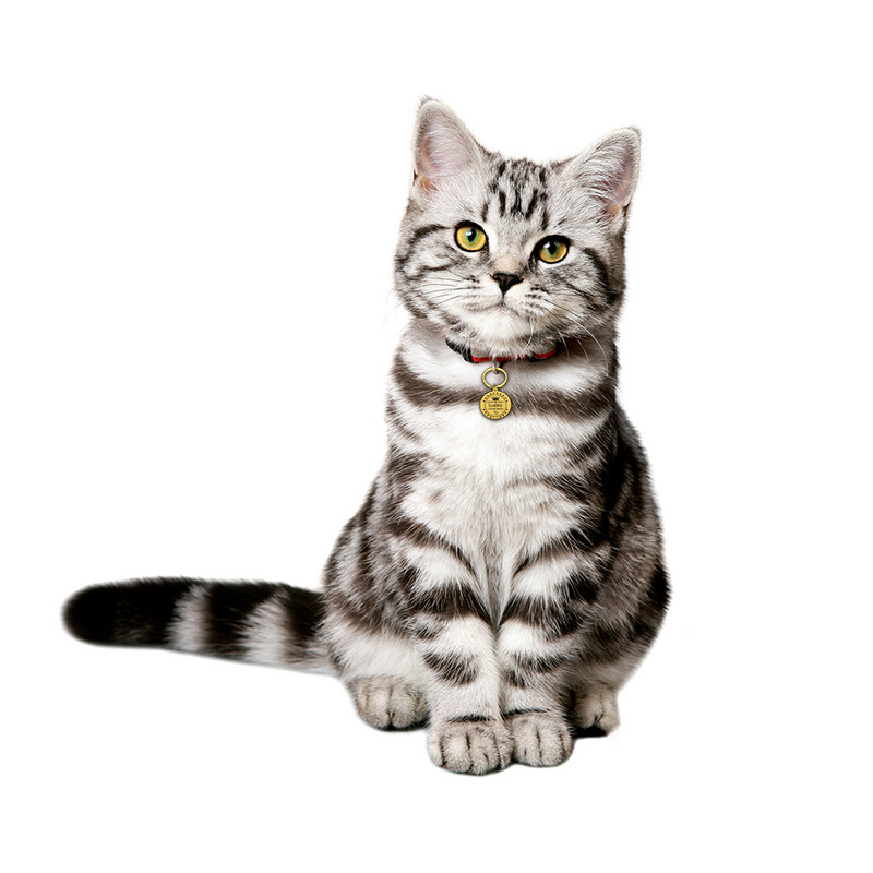 Ümmargune Koer Kassi ID Silt Isikupärastatud Koerad Kassid Nimesildi Sildid Koerte kadumisevastane nimesilt Tasuta graveerimistarvikud lemmikloomadele