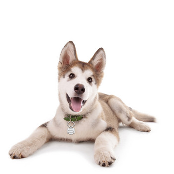 Δωρεάν χαρακτική ταυτότητα κατοικίδιων ετικέτες σκύλου Μπρελόκ Αξεσουάρ γιακά για σκύλους κατοικίδιων διακοσμητικά Κολάρα από ανοξείδωτο ατσάλι Προσαρμοσμένες ετικέτες για σκύλους