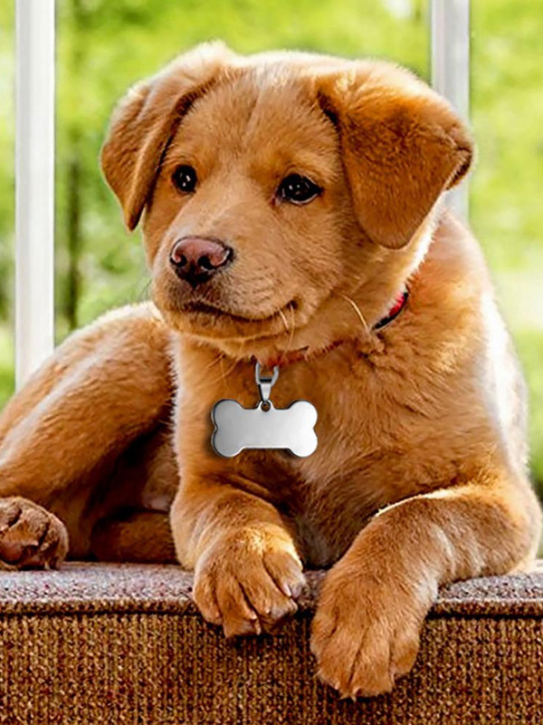 Etichetă pentru câini Etichetă de identitate pentru animale de companie din oțel inoxidabil Etichetă pentru guler pentru animale de companie Accesorii pentru animale de companie Accesorii pentru zgarda pentru câini