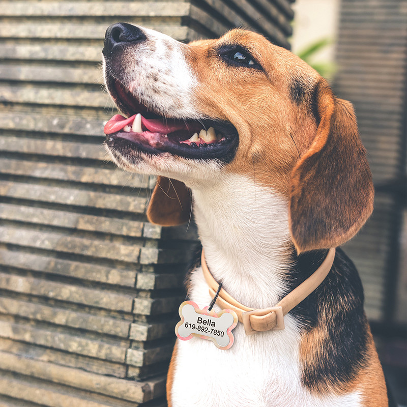 Πολύχρωμο εξατομικευμένο σκυλί με ετικέτα ταυτότητας γάτας Δωρεάν χαραγμένο κολάρο σκύλου Αξεσουάρ κατοικίδιων ζώων Ετικέτες ονομάτων για μενταγιόν για κουτάβια γατάκια Προϊόντα για κατοικίδια