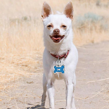 Εξατομικευμένες ετικέτες σκύλου Χαραγμένο Όνομα ταυτότητας κουταβιού γάτας Κολάρο Ετικέτα Κρεμαστό Αξεσουάρ για κατοικίδια Bone Glitter Προσαρμοσμένο μπρελόκ κατά της απώλειας