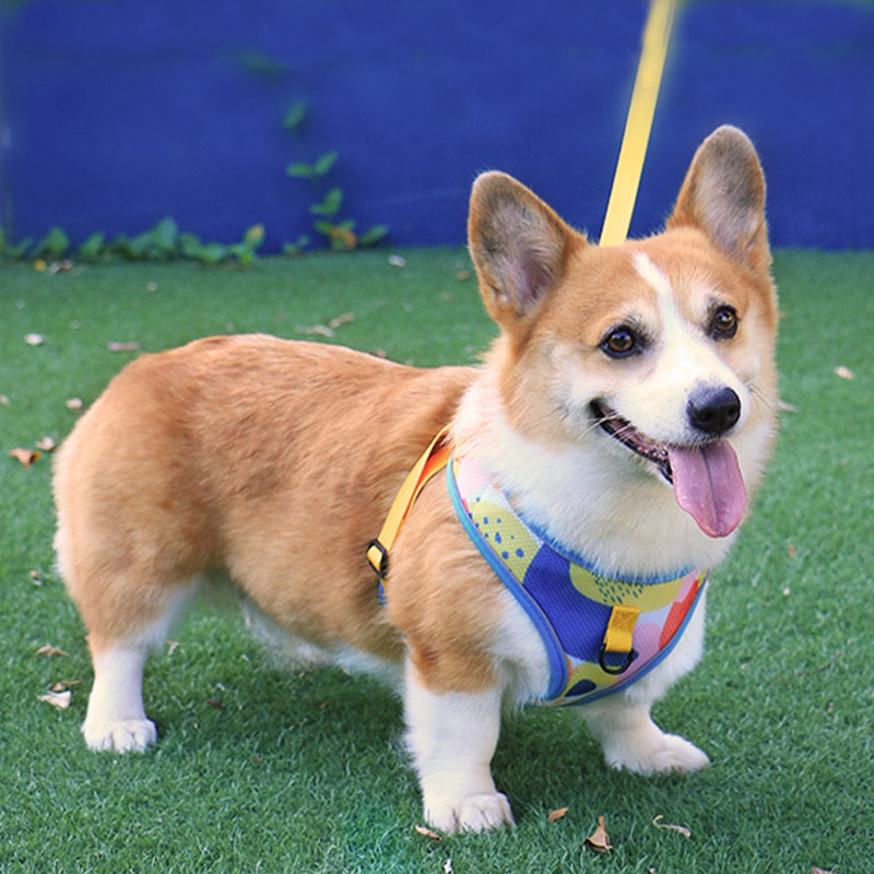 Hingavad koerarakmed ja jalutusrihm Komplekt Multifilmi mustriga rakmed Koer ilma tõmbamiseta väikestele keskmistele koertele Kassirakmed Comfort Lemmikloomatarbed