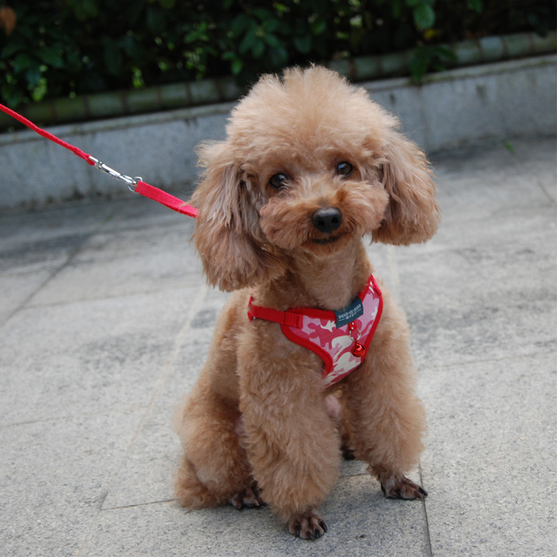 Dog Cat Polka Dot Print Βαμβακερό λουρί για κατοικίδιο ρυθμιζόμενο με λουρί κουδουνιού για πλέγμα κουταβιού για μικρό μεσαίο σκύλο