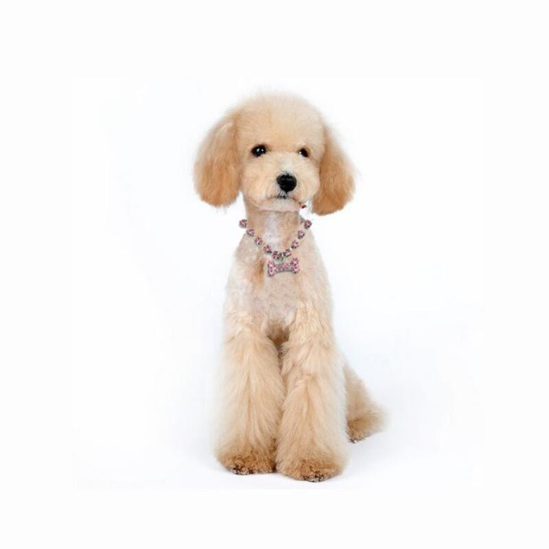 Colier pentru câini de companie Colier elasticitate câine mic doamnă drăguț oase colier pandantiv guler câini pisici accesorii