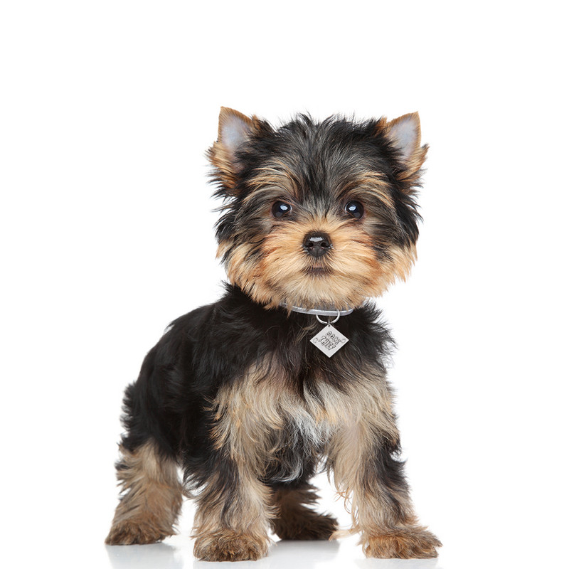 Besplatna gravirana identifikacijska oznaka psa Personalizirane identifikacijske oznake s imenom za pse, mačke, ogrlice za štence, ogrlice s natpisnom pločicom od nehrđajućeg čelika, potrepštine za kućne ljubimce