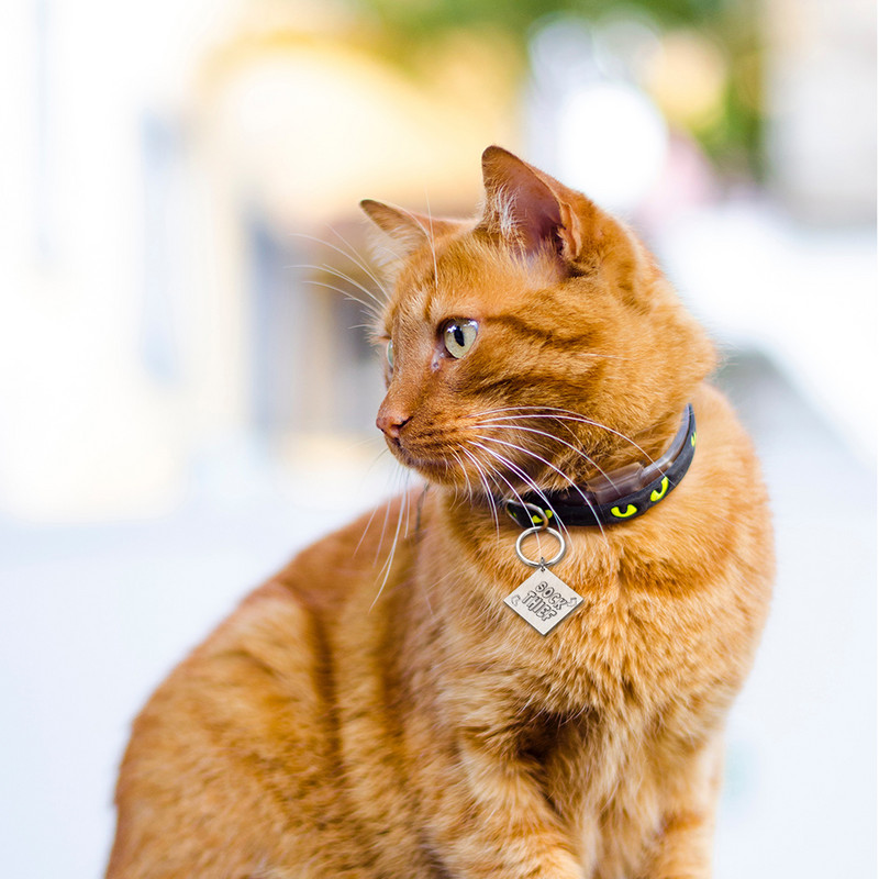 Besplatna gravirana identifikacijska oznaka psa Personalizirane identifikacijske oznake s imenom za pse, mačke, ogrlice za štence, ogrlice s natpisnom pločicom od nehrđajućeg čelika, potrepštine za kućne ljubimce