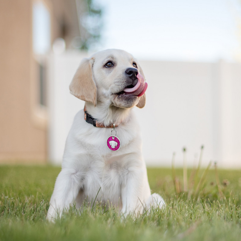 Etichetă pentru câine Gravată personalizată Accesorii pentru zgarda de câine Nume personalizat pentru cățeluș Etichetă de identificare telefonică Etichetă rotundă cu sclipici pandantiv personalizat
