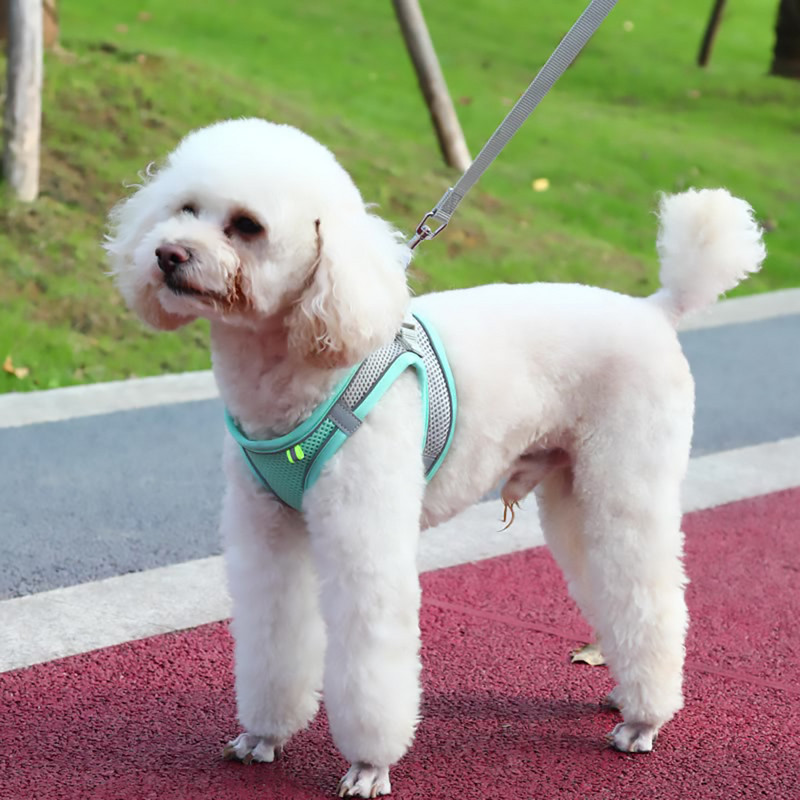 Peegeldavad koerarakmed ja jalutusrihma komplekt, pehme võrguga põgenemiskindel vesti rakmed kassikutsikatele väikestele lemmikloomadele koos lihtsa juhitava käepidemega