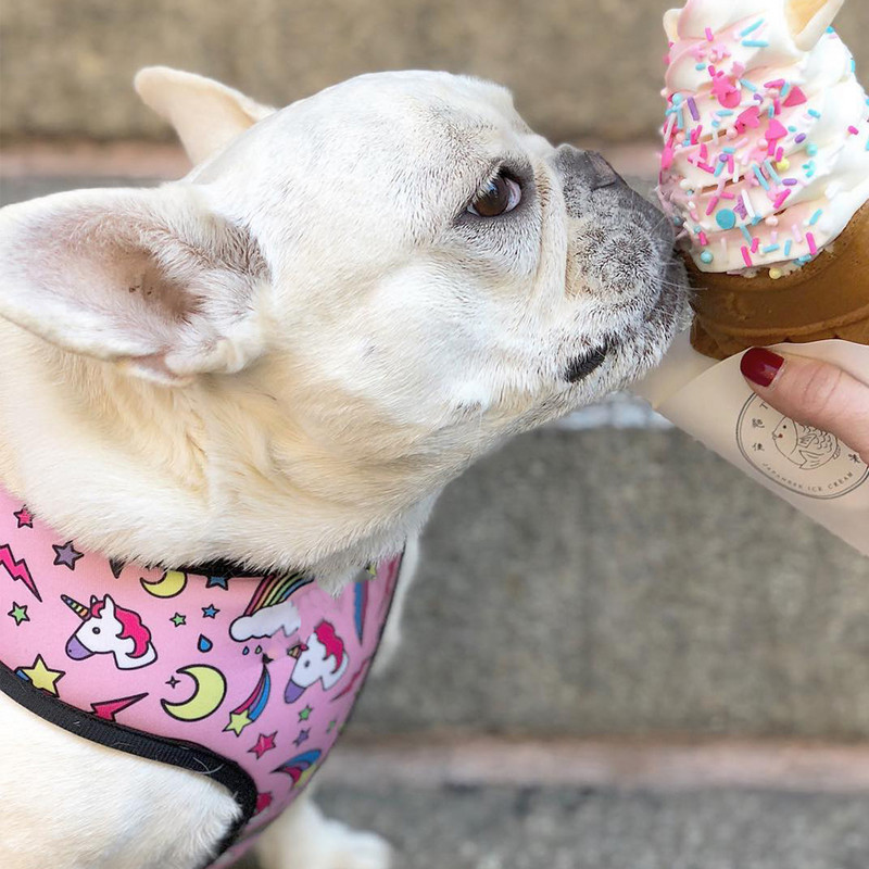 Mopsi väikese koera rakmed No Pull Dog Vesti rakmed väikestele keskmistele koertele Hingavad lemmikloomad Kutsika Prantsuse buldogi koera rakmed jalutusrihma komplekt