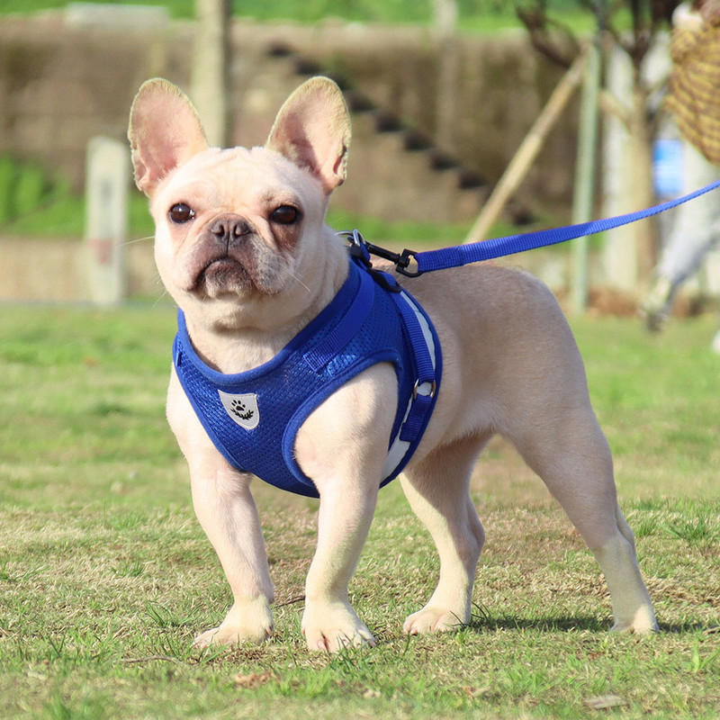 Mačka, pas, podesivi pojas, prsluk, povodac za hodanje, povodac za štence, ogrlica, poliesterska mreža, pojas za male srednje pse, mačke, ljubimce