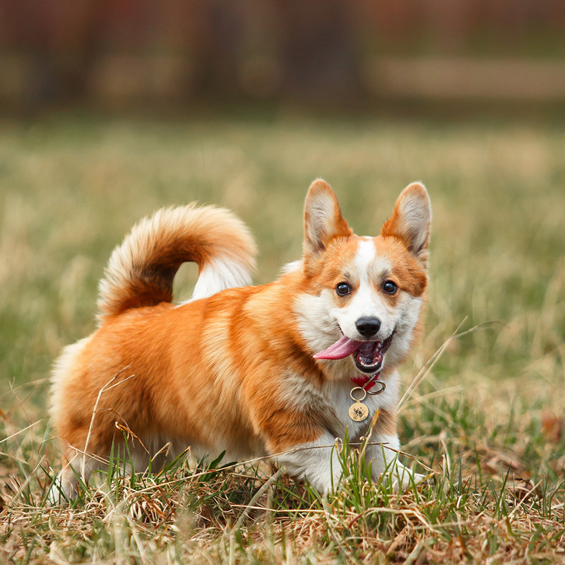 Maza suņa identifikācijas birka Personalizēta kucēna kaķēna mājdzīvnieku kaķis kakla siksnām Piederumi Izejmateriāli Vārds Ziņojums Pielāgotas nerūsējošā tērauda ID birkas