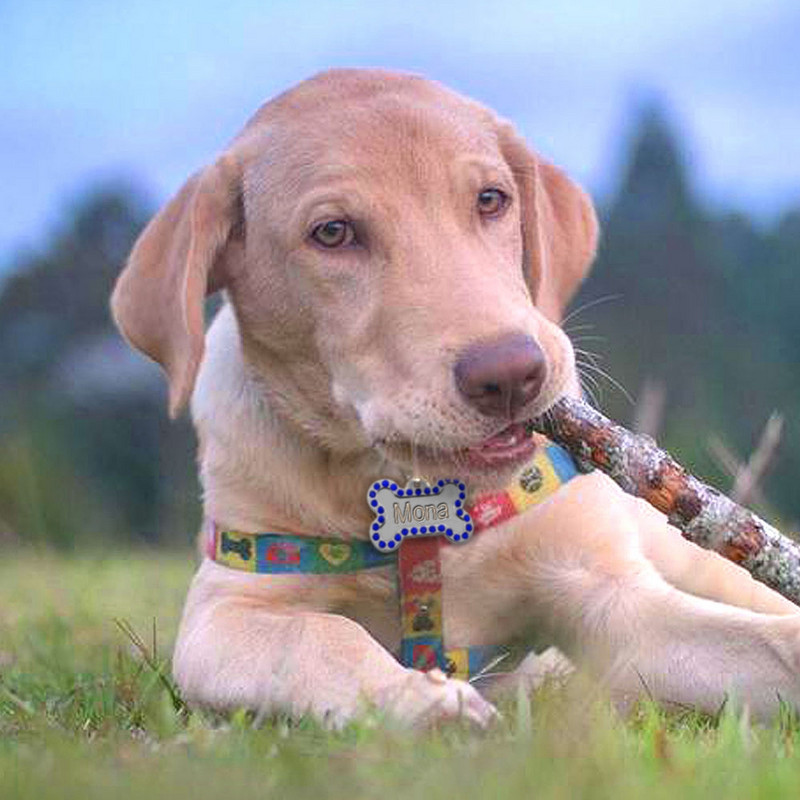 Iegravēts Pet Dog Tags Bling Rhinestone Cat ID Nosaukums Apkakles Birkas Custom