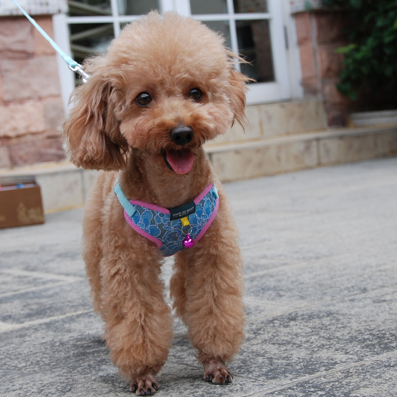 Koerakassi pitsist rakmed Vest lemmikloomatooted, mida saab reguleerida kellukõnniga jalutusrihmaga kutsika polüestervõrgust rakmed väikesele keskmisele koerale