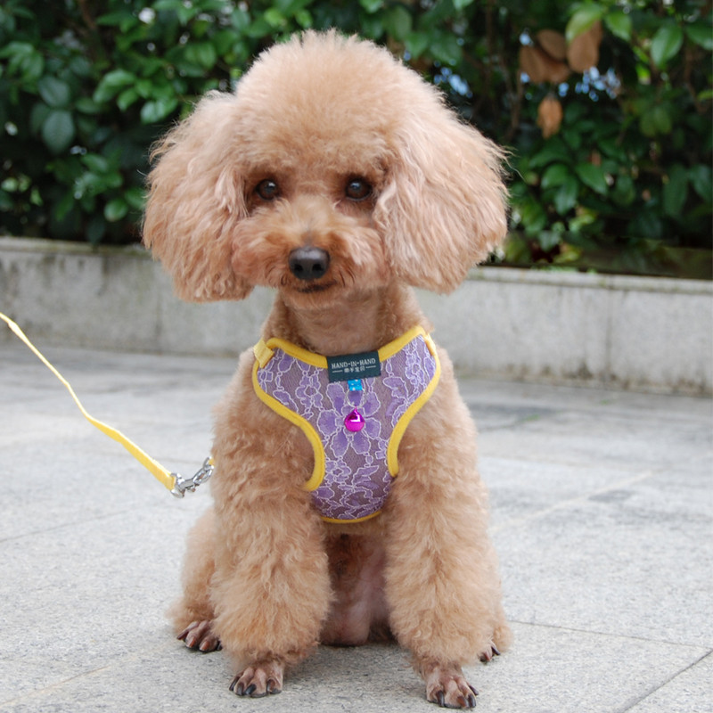 Koerakassi pitsist rakmed Vest lemmikloomatooted, mida saab reguleerida kellukõnniga jalutusrihmaga kutsika polüestervõrgust rakmed väikesele keskmisele koerale