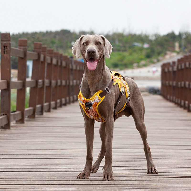 2022 NO PULL Ham pentru câini de companie, reglabil, reflectorizant, pentru piept pentru câini, pentru câini mici, mari, pentru dresaj în aer liber, articole de protecție pentru animale de companie